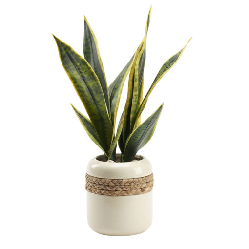 Green/Yellow Mother-in-Law's Tongue in Medium Gemma Planter - 212040