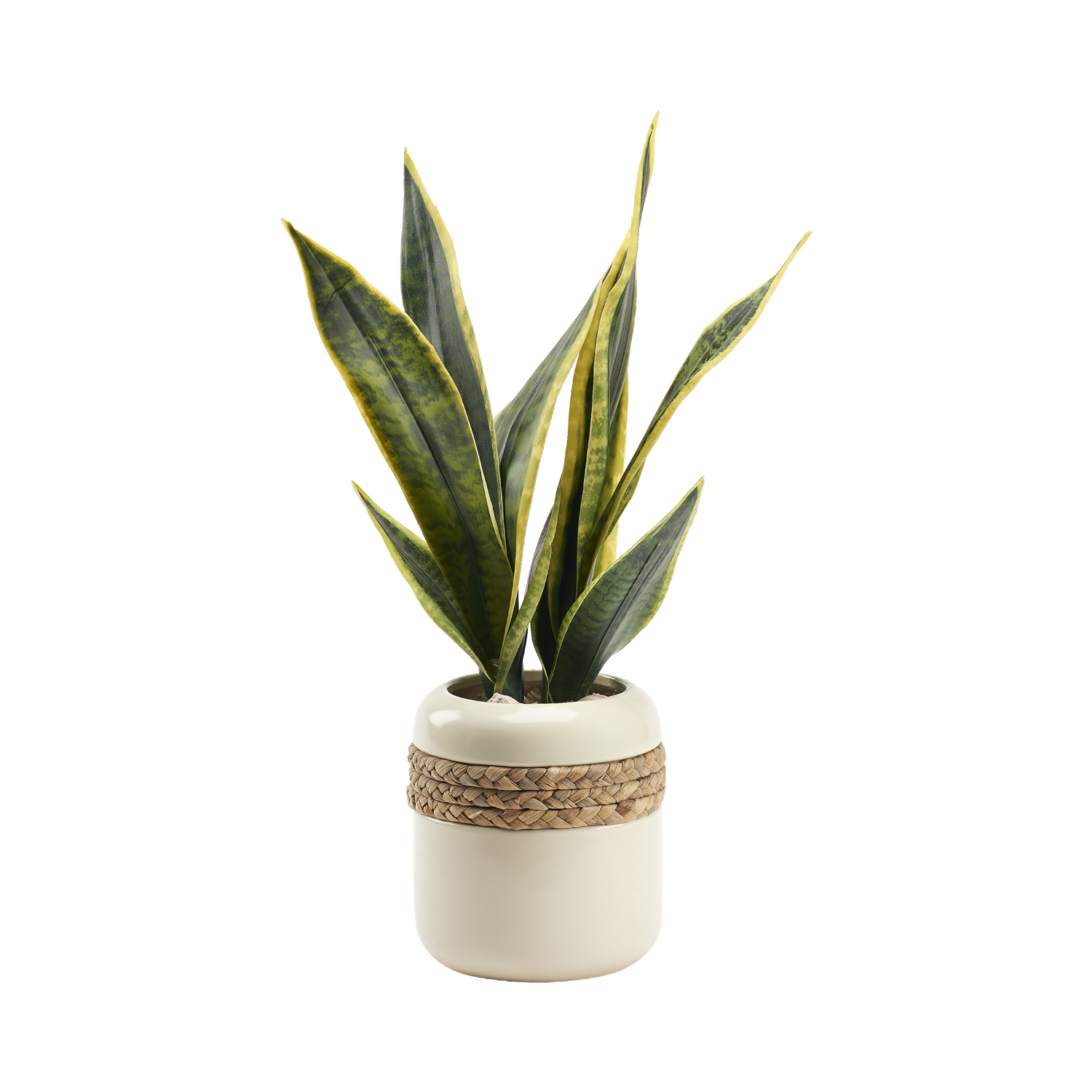 Green/Yellow Sansevieria in Gemma Planter - 212040