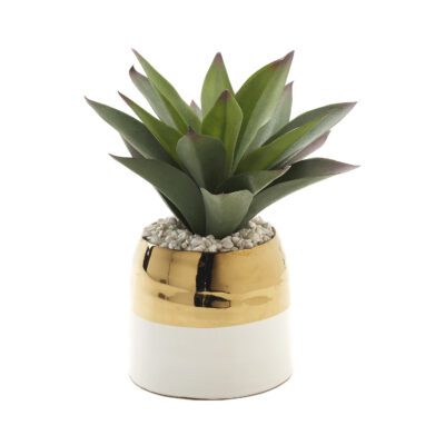 Aloe Plant in Braes Vase - 212041