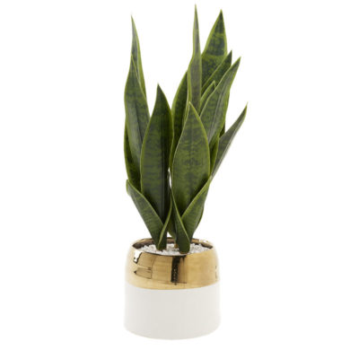 Green Mother-in-Law's Tongue in Braes Vase - 212042