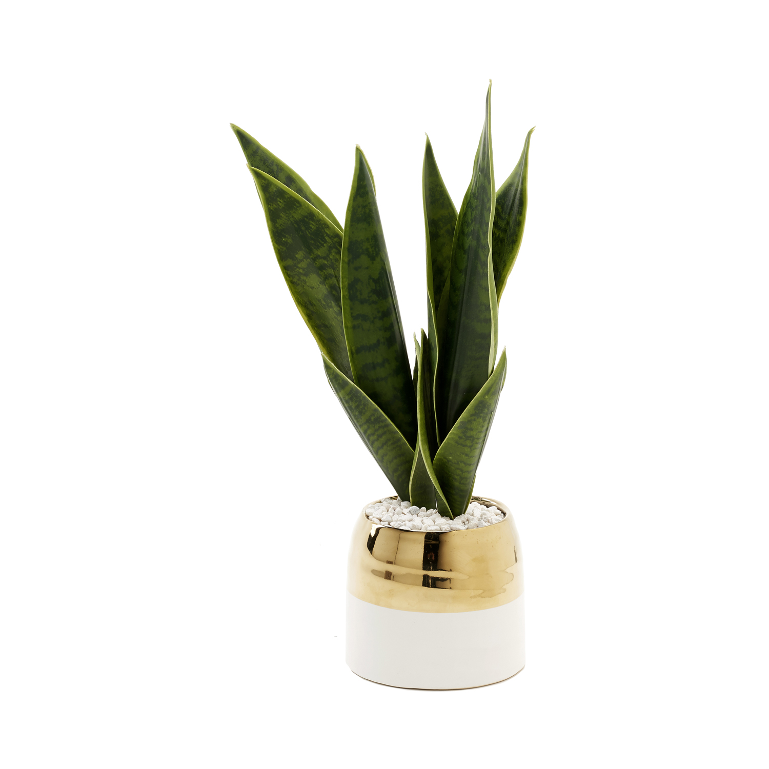 Sansevieria in Oval Cream/Gold Ceramic Planter - 212043