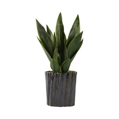 Sansevieria in Ripple Planter - 212046