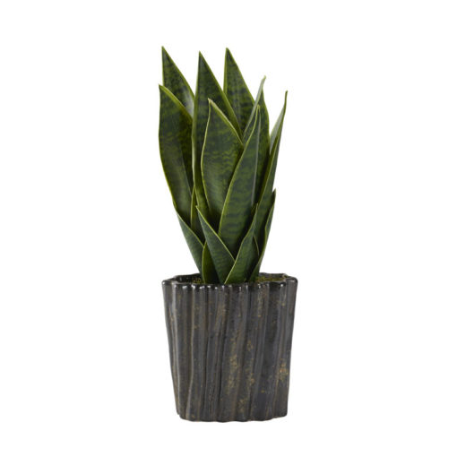 Green Mother-in-Law's Tongue in Medium Ripple Planter - 212047