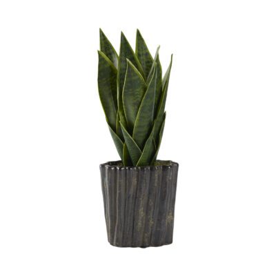 Sansevieria in Ripple Planter - 212047
