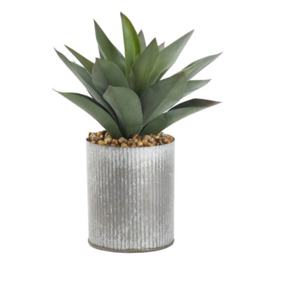 Large Aloe Plant in Medium Harvest Vase - 212055