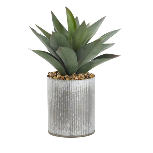 Large Aloe Plant in Medium Harvest Vase - 212055