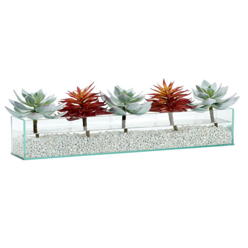 Frosted Green Echeveria and Red Single Stem Succulent in Medium Aquaria Vase - 212072