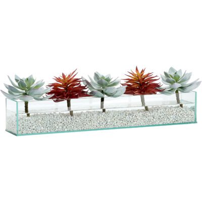 Echeveria and Red Single Stem Succulent in Medium Aquaria Vase - 212072