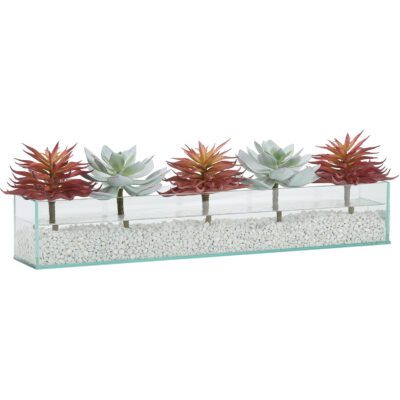 Echeveria and Red Single Stem Succulent in Medium Aquaria Vase - 212073