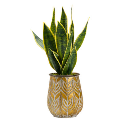 Green/Yellow Mother-in-Law's Tongue in Small Ember Planter - 212101