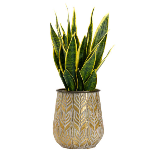 Green/Yellow Mother in Law's Tongue in Medium Ember Planter - 212102