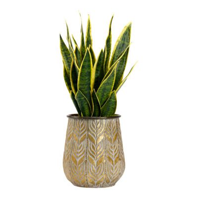 Sansevieria in Medium Ember Planter - 212102