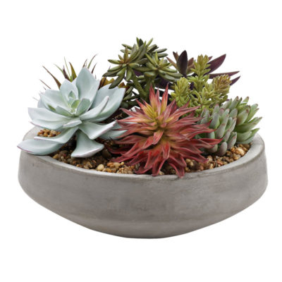 Assorted  and Echeveria in Newport Bowl - 212104