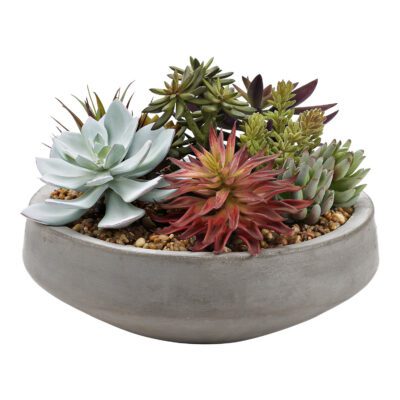 Assorted Succulents and Echeveria in Newport Bowl - 212104