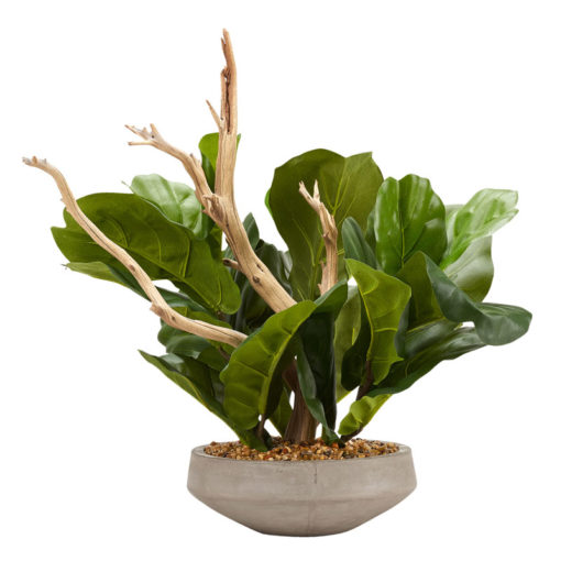 Fiddle Leaf Fig Branches with Ghostwood in Newport Bowl - 212105
