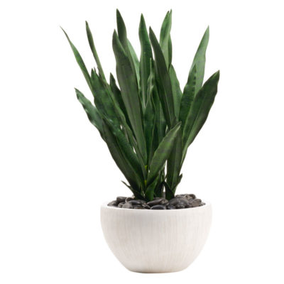 Dark Green Mother-in-Law's Tongue in Large Ezra Vase - 212109