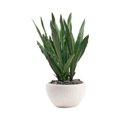 Sansevieria in Large Ezra Vase - 212109