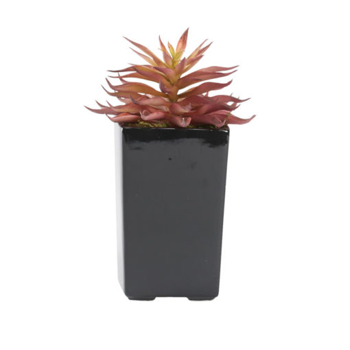 Red Stem Succulent in Orion Planter - 212166
