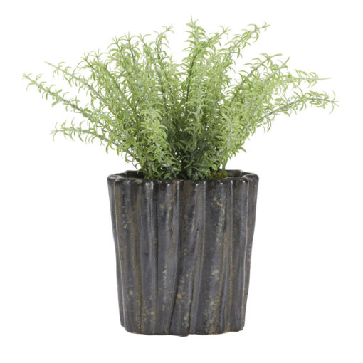 Frosted Sprengeri in Medium Ripple Planter - 212171