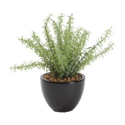 Frosted Sprengeri in Small Taylor Planter - 212173
