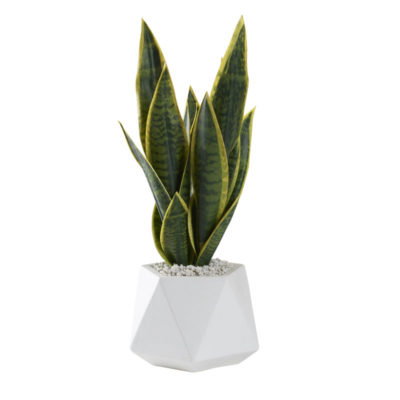 Yellow/Green Mother-in-Law's Tongue in Small White Jagger Planter - 212176