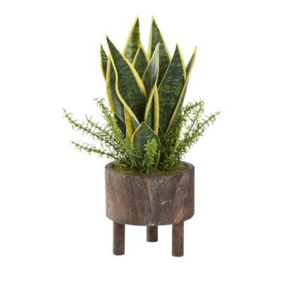 Yellow/Green Mother-in-Law's Tongue with Sprengeri in Small Miller Planter - 212177