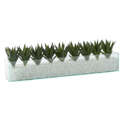 Mini Aloe Plants in Medium Aquaria Vase - 212186