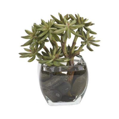 Succulent Spray in Bevel Vase - 212248