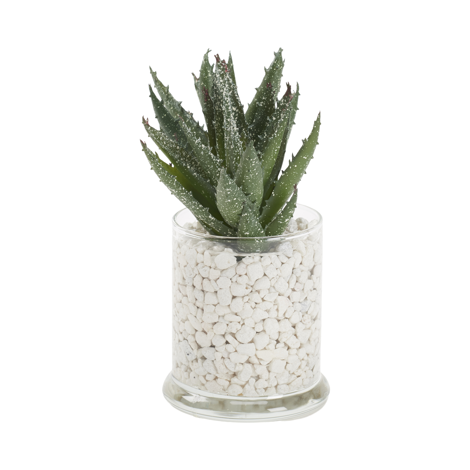 Aloe in Small Shale Vase - 212252