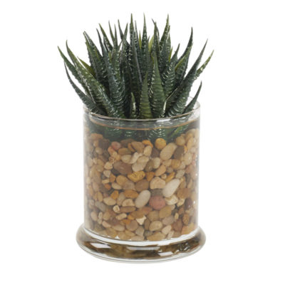 Mini Aloe in Small Shale Vase - 212253