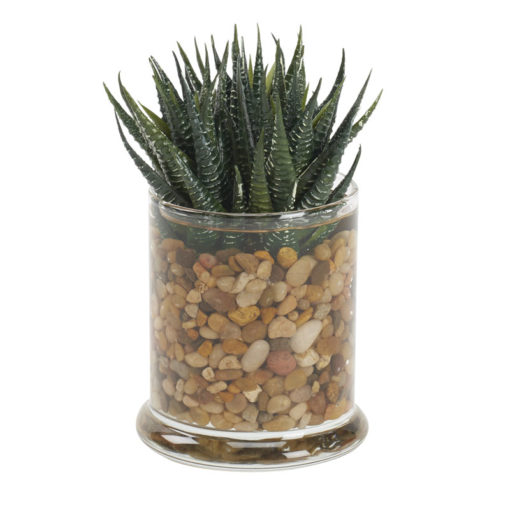 Mini Aloe in Small Shale Vase - 212253