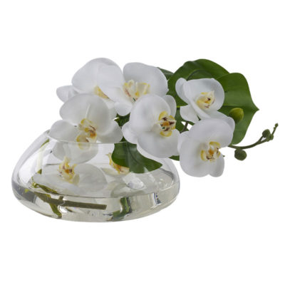 White Phael Orchids in Medium Puddle Vase - 212276