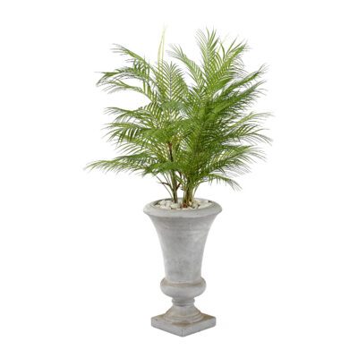 Areca Palm in Vasque Planter - 321204