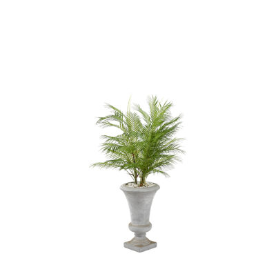 Areca Palm in Vasque Planter - 321204