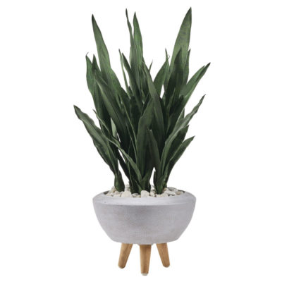 Dark Green Mother-in-Law's Tongue in Small Triad Planter (with legs) - 321206