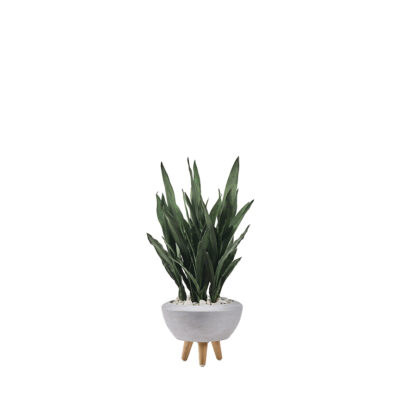 Dark Green Mother-in-Law's Tongue in Triad Planter - 321206