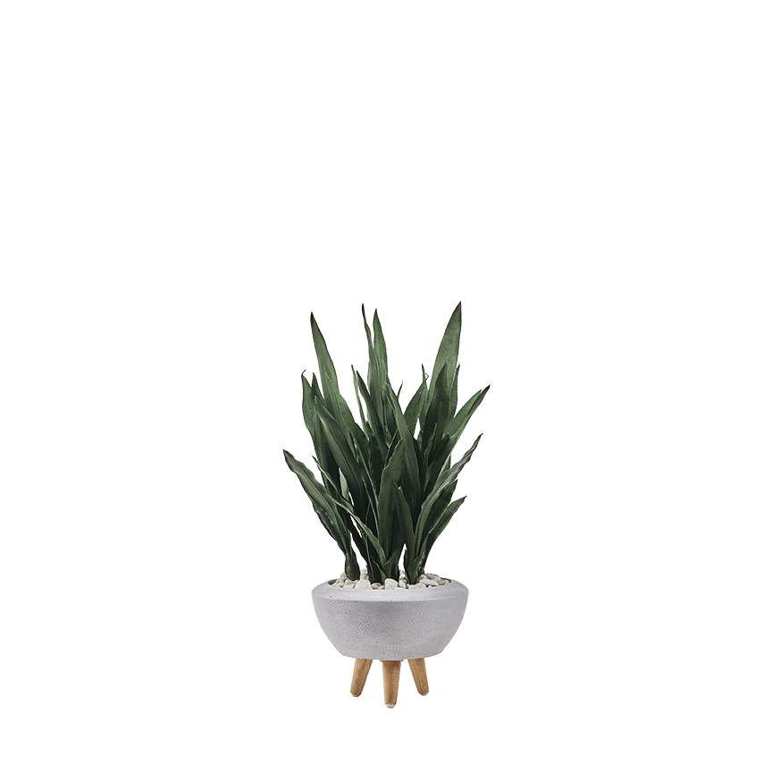 Dark Green Mother-in-Law's Tongue in Triad Planter - 321206
