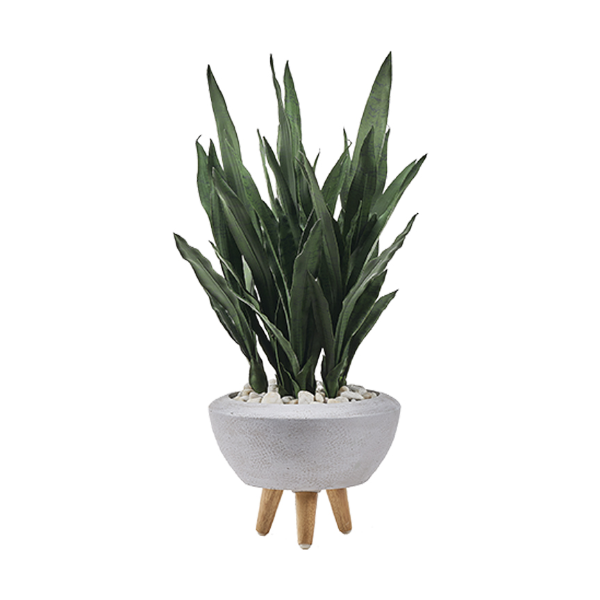 Dark Green Mother-in-Law's Tongue in Triad Planter - 321206 - Image 2