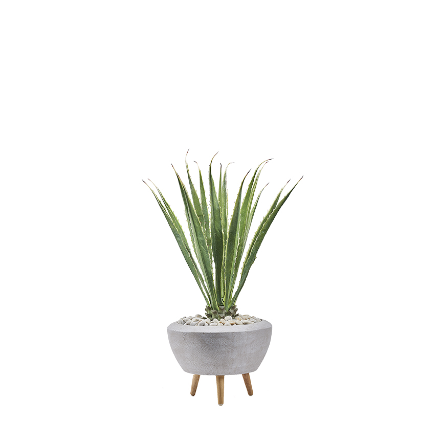 Agave Plant in Triad Planter - 321207