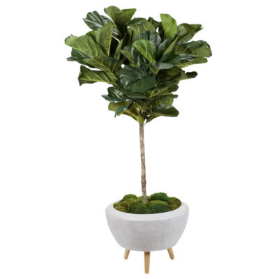 Fiddle Leaf Fig Tree in Large Triad Planter - 321208