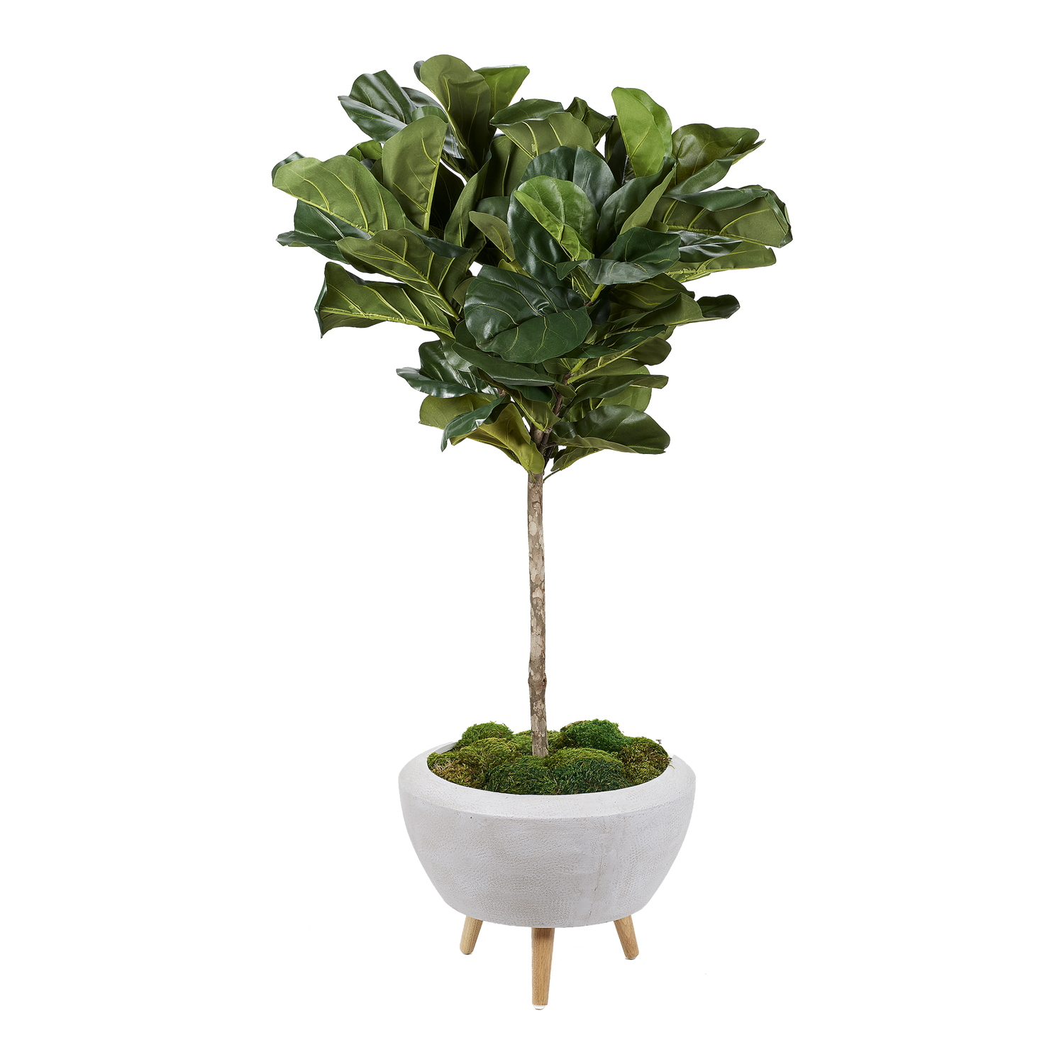 Fiddle Leaf Fig in Triad Planter 5.8' - 321208