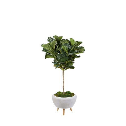 Fiddle Leaf Fig in Triad Planter 5.8' - 321208