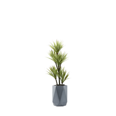 Yucca Tree in Raye Planter 4.5' - 321209