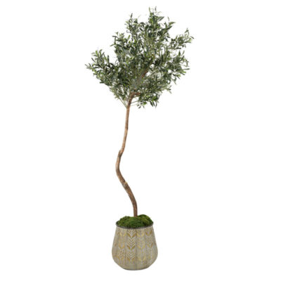 Olive Tree in Medium Ember Planter - 321215