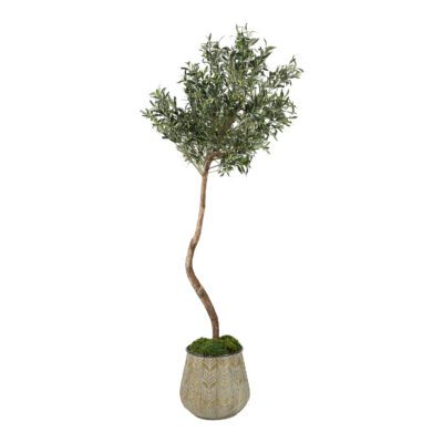 Olive Tree in Delilah Planter 5' - 321215