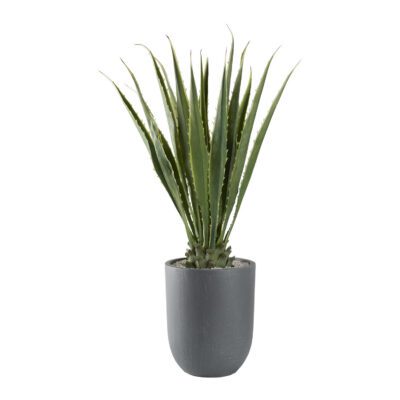 Agave Plant in Campbell Planter - 321218