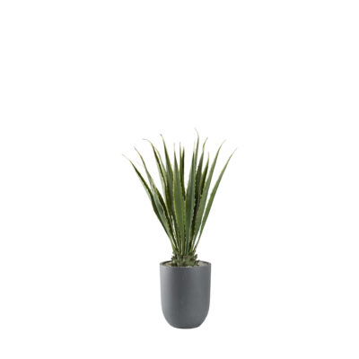 Agave Plant in Campbell Planter - 321218