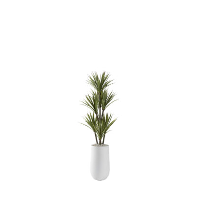 Yucca Tree in Quinn Planter 4.3' - 321221