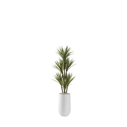 Yucca Tree in Quinn Planter - 321221