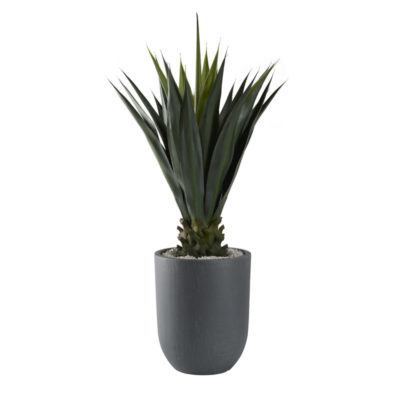 50" Jumbo Agave Plant in Small Campbell Planter - 321225